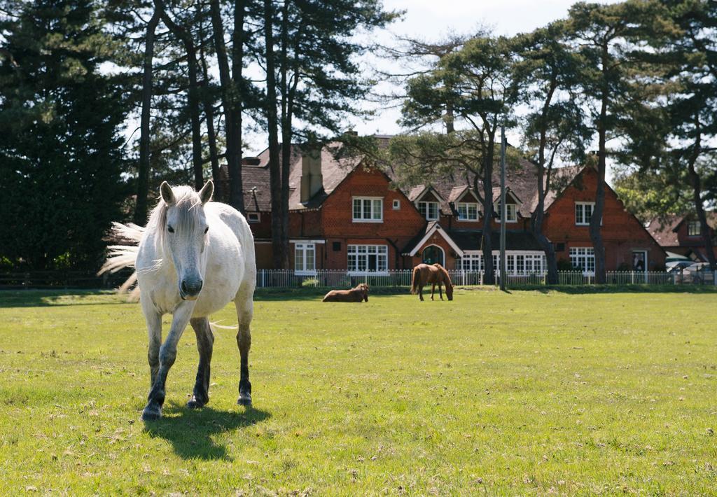 Beaulieu Hotel Lyndhurst Buitenkant foto
